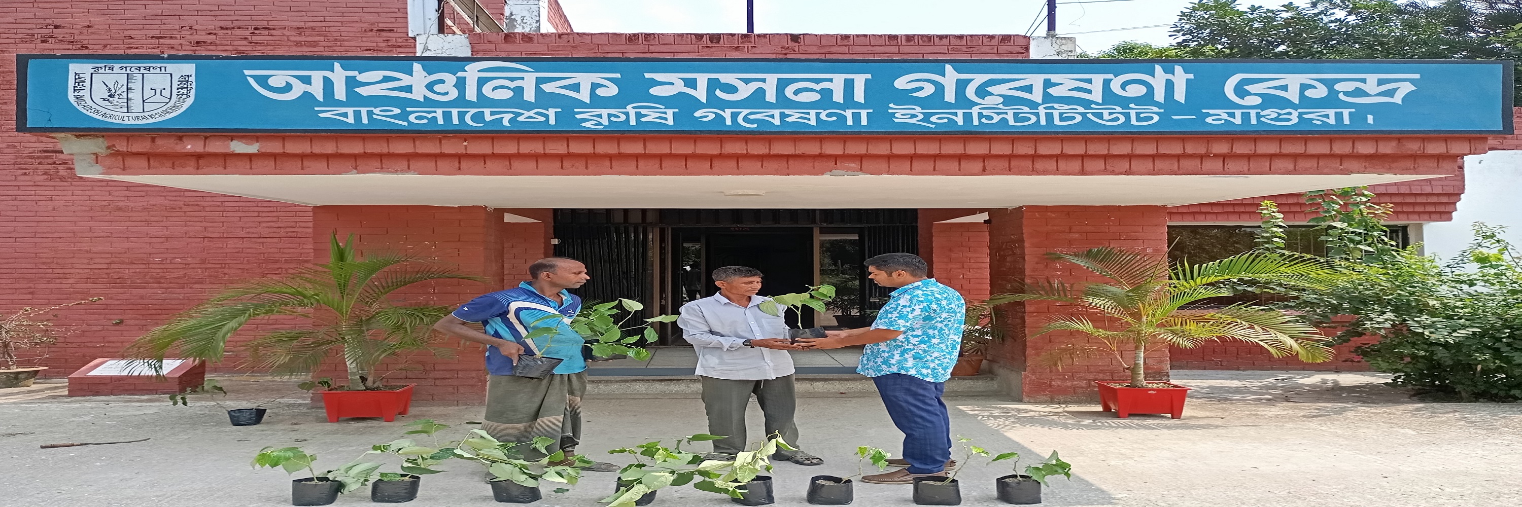 চারা বিতরণ