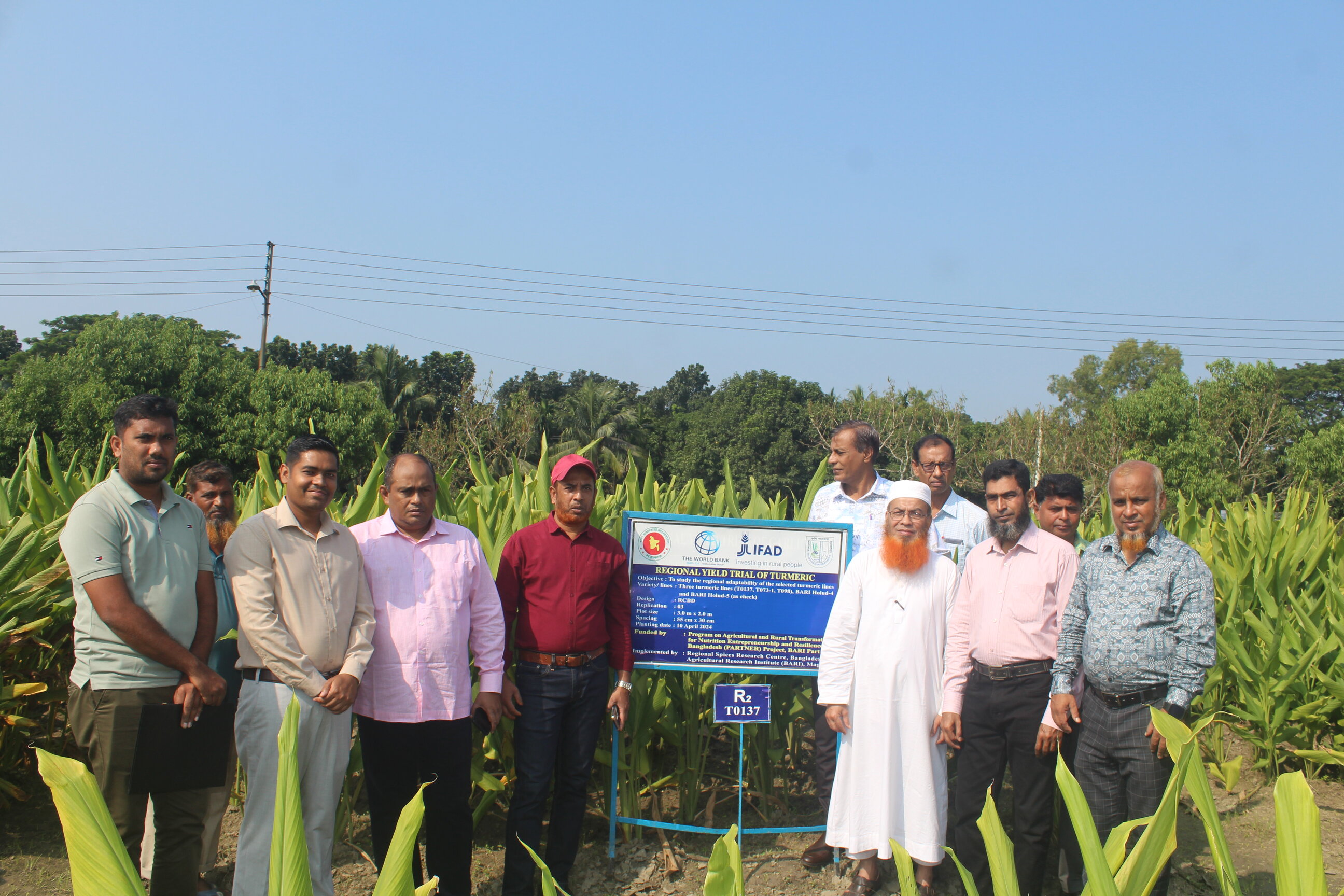 হলুদের জাতের মূল্যায়ন