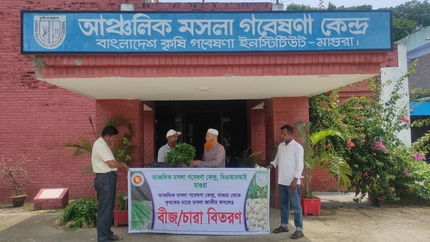 মরিচের চারা বিতরন