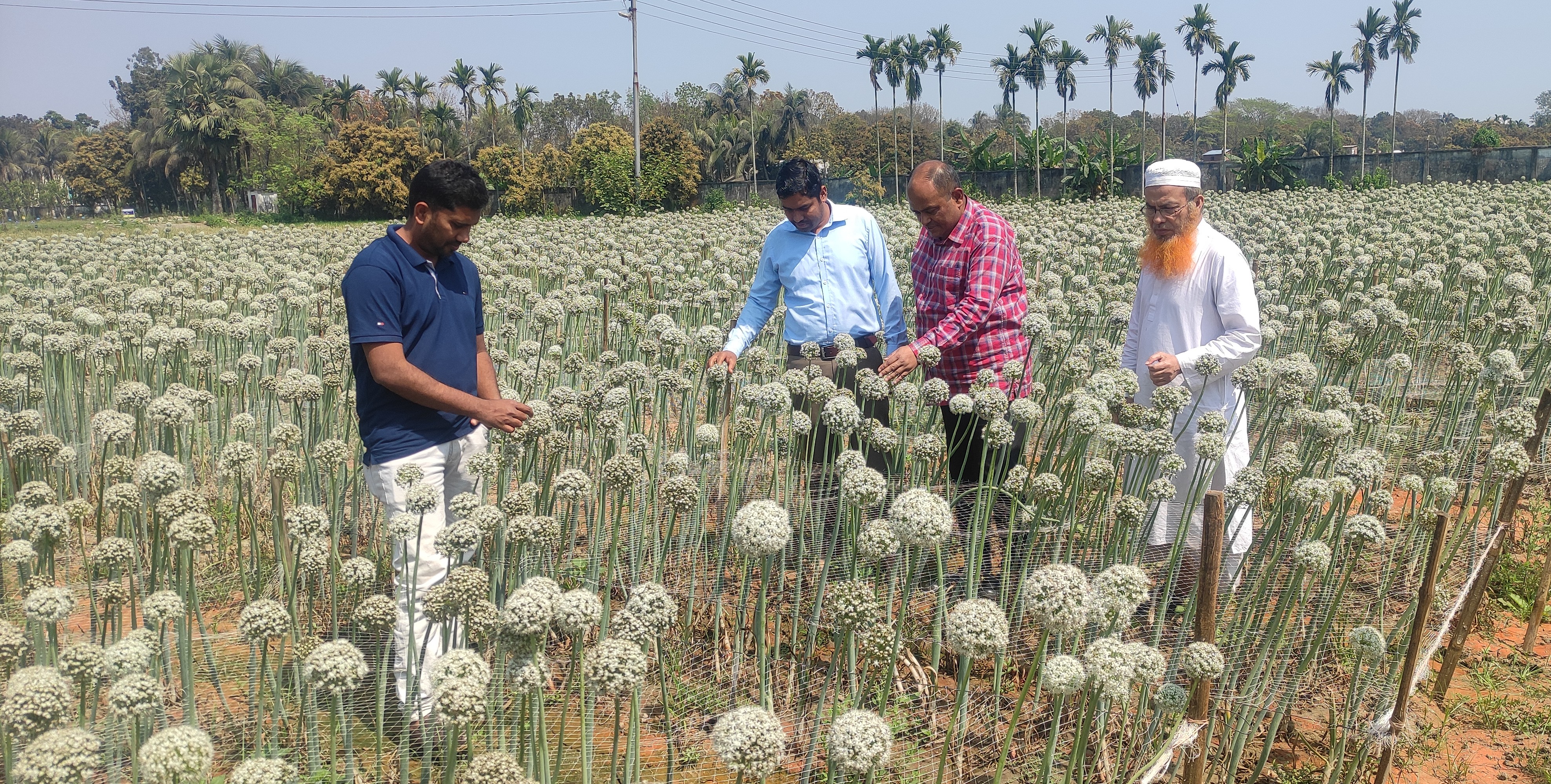 পেয়াজের ফুল