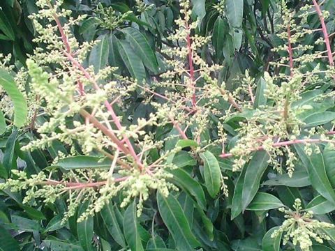 ফটো