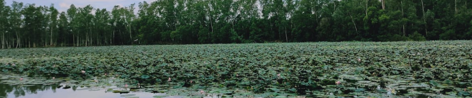 ব্যানার