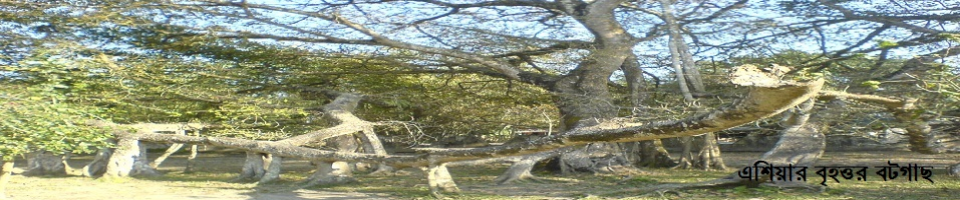 বট গাছ