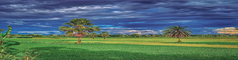 গ্রাম বাংলার দৃশ্য