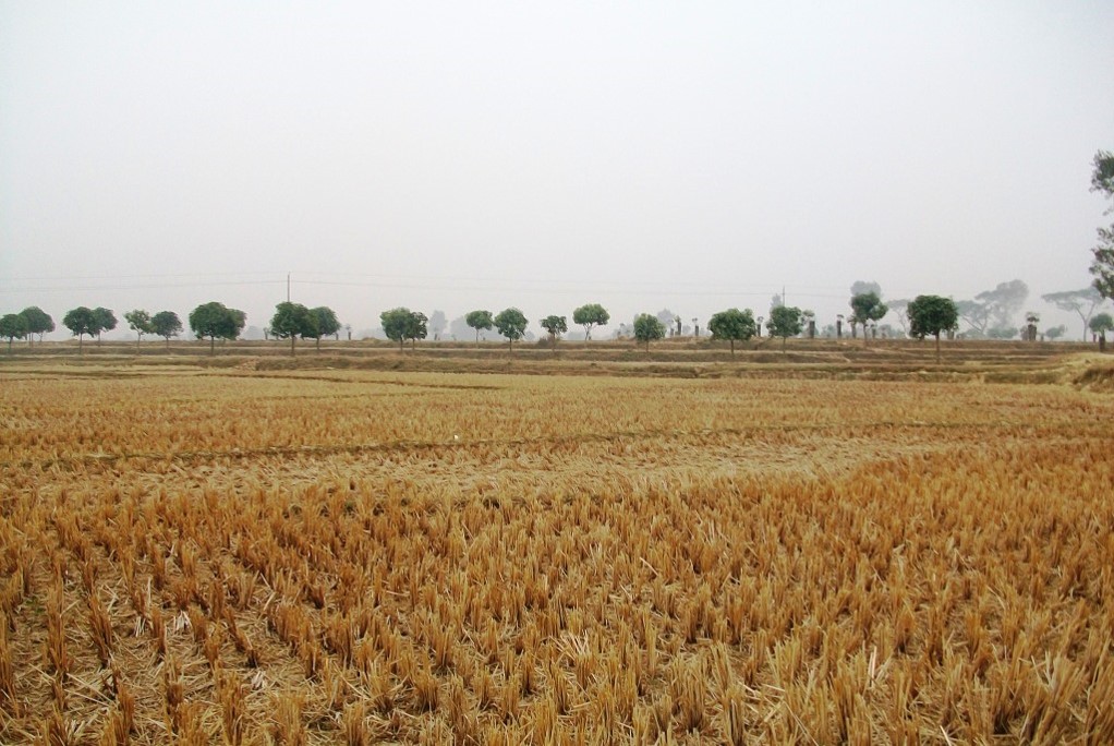 ধান ক্ষেত
