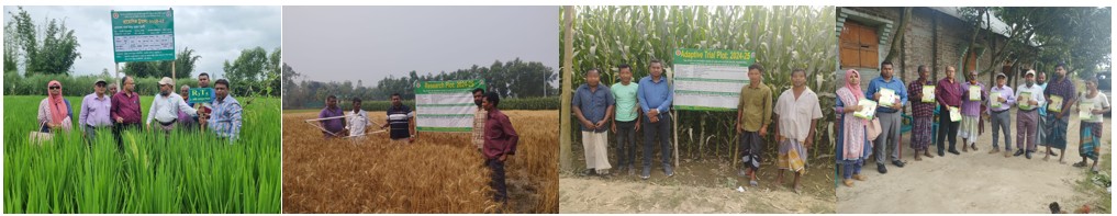 গবেষণা প্লট