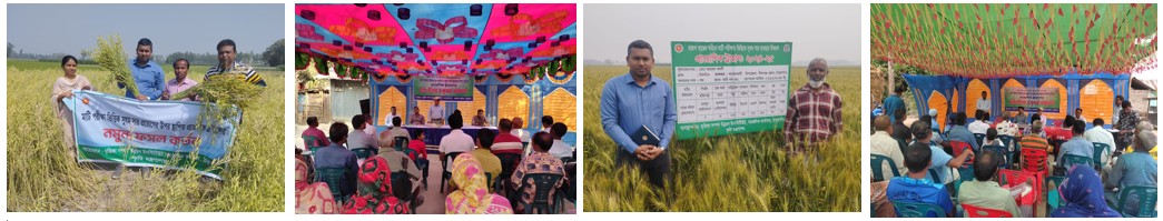 ফসল কর্তন ও মাঠ দিবস