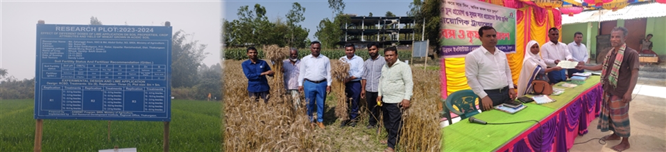 গবেষণা প্লট ও ফসল কর্তন