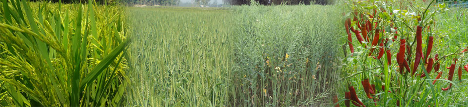 বিভিন্ন ফসল চাষ