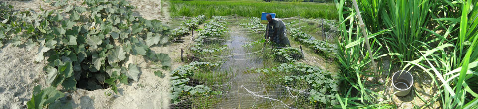 সমস্যা সংকুল এলাকায় চাষাবাদ