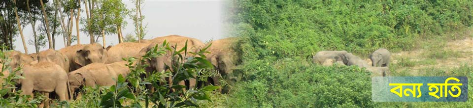 বন্য হাতি