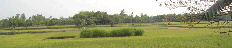 ফসলের মাঠ।