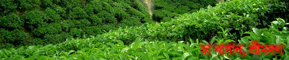 চা বাগান