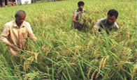 কৃষি ও প্রাণিসম্পদ সেবা