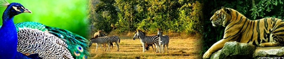 সাফারী পার্ক