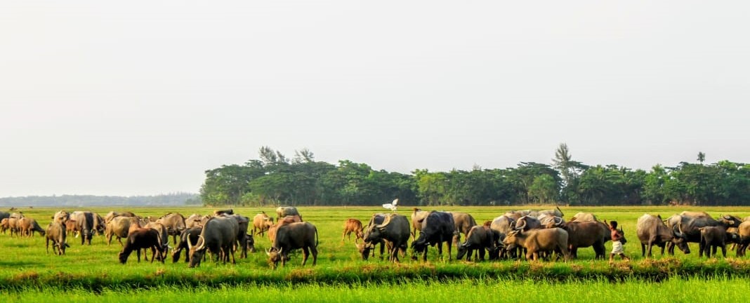 সুবর্ণচরের সবুজে মহিষের পাল