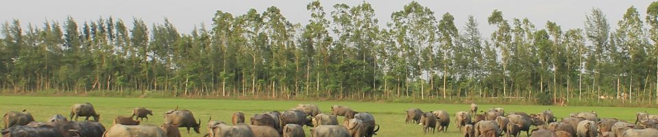 চরের নৈসর্গিক সৌন্দর্য, যা সুবর্ণচর উপজেলাকে দিয়েছে নতুন রূপ
