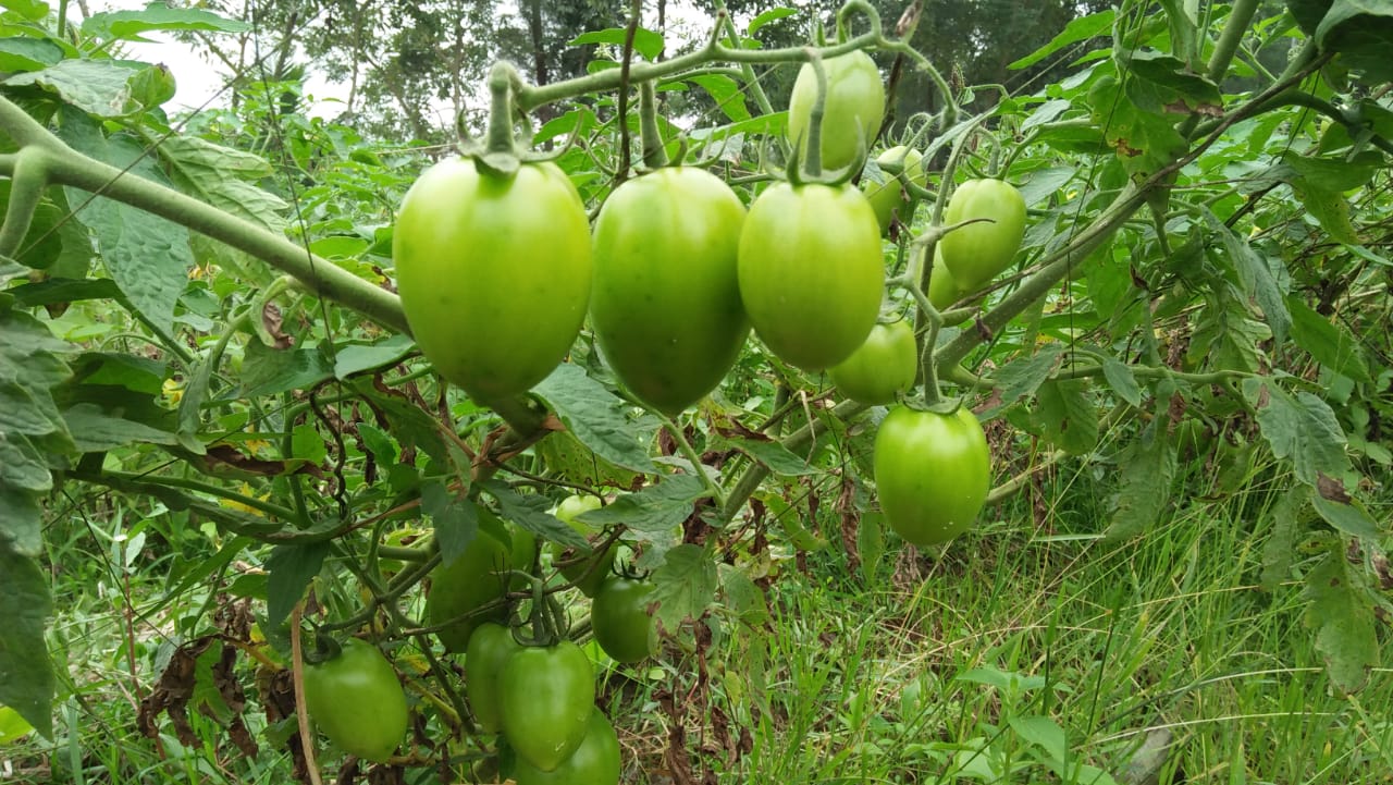সুবর্ণচরের সবুজে