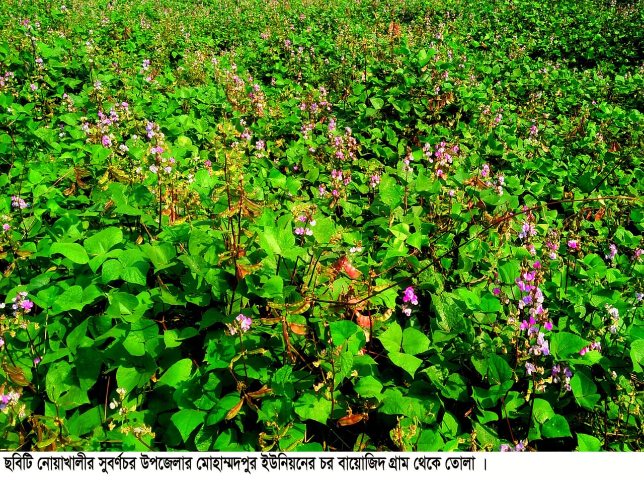 সুবর্ণচরের সবুজে