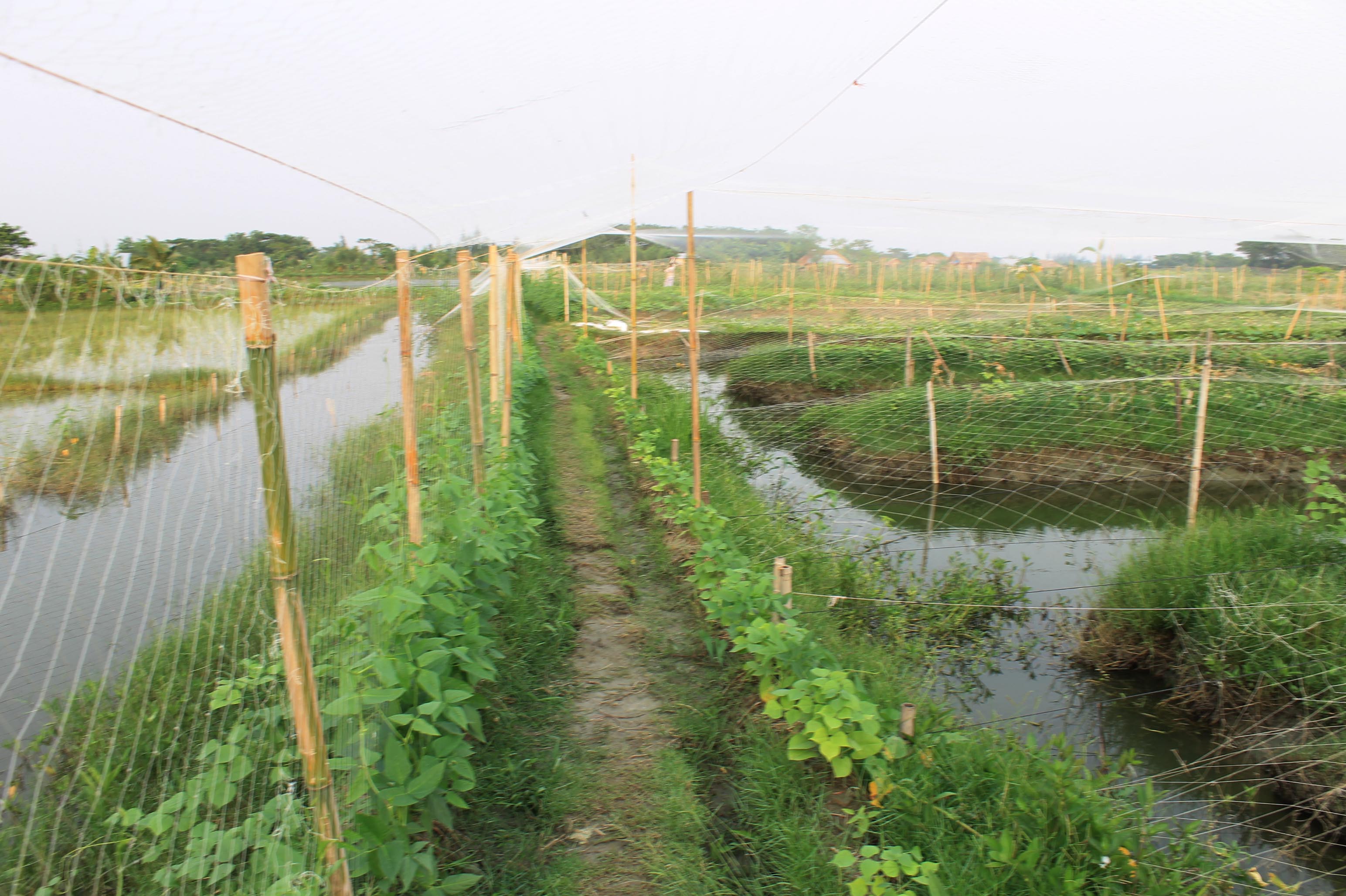 সুবর্ণচরে সবজি চাষ করে সফলতা অর্জন করেছেন অনেক বেকার ও দরিদ্র জনগোষ্ঠী