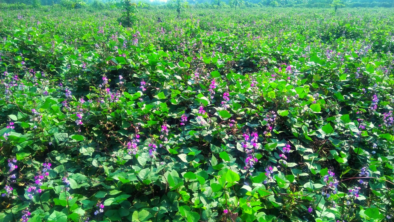 সুবর্ণচরের সবুজে