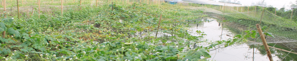 চরের নৈসর্গিক সৌন্দর্য, যা সুবর্ণচর উপজেলাকে দিয়েছে নতুন রূপ