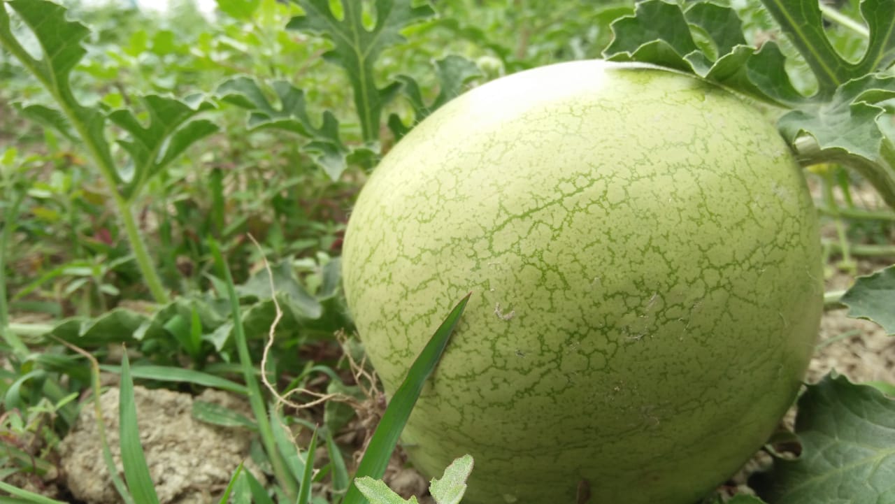 সুবর্ণচরের সবুজে