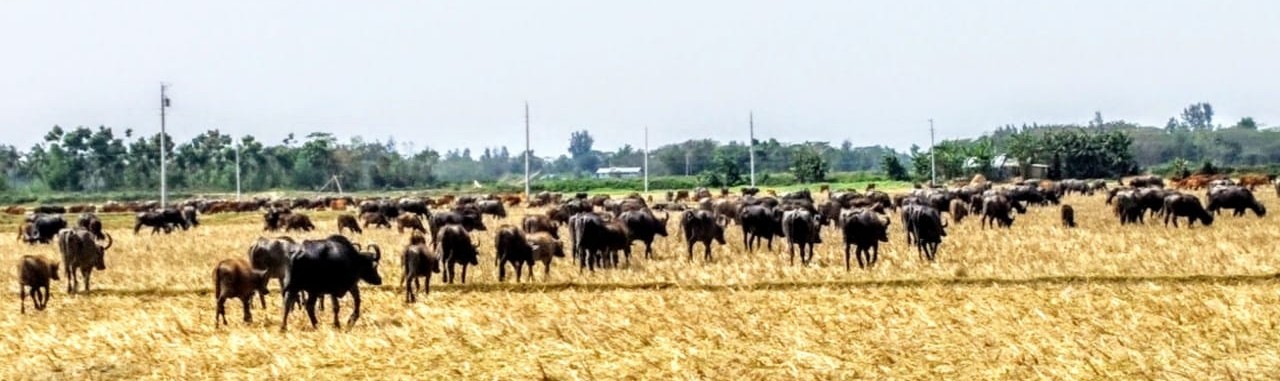 সুবর্ণচরের সবুজে