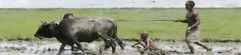 হালচাষ