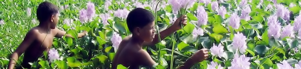 শাপলা ফুল