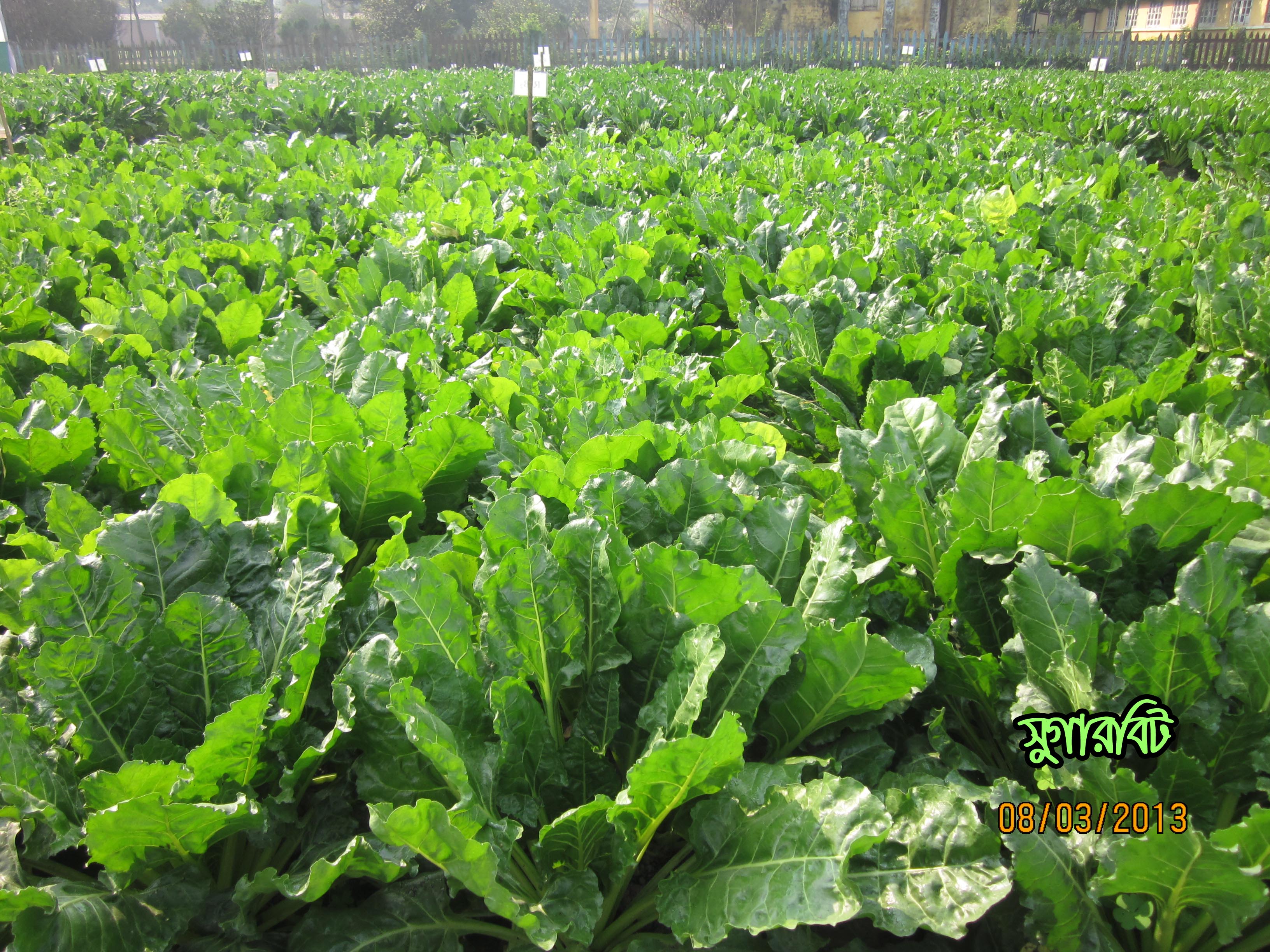 সুগারবিট