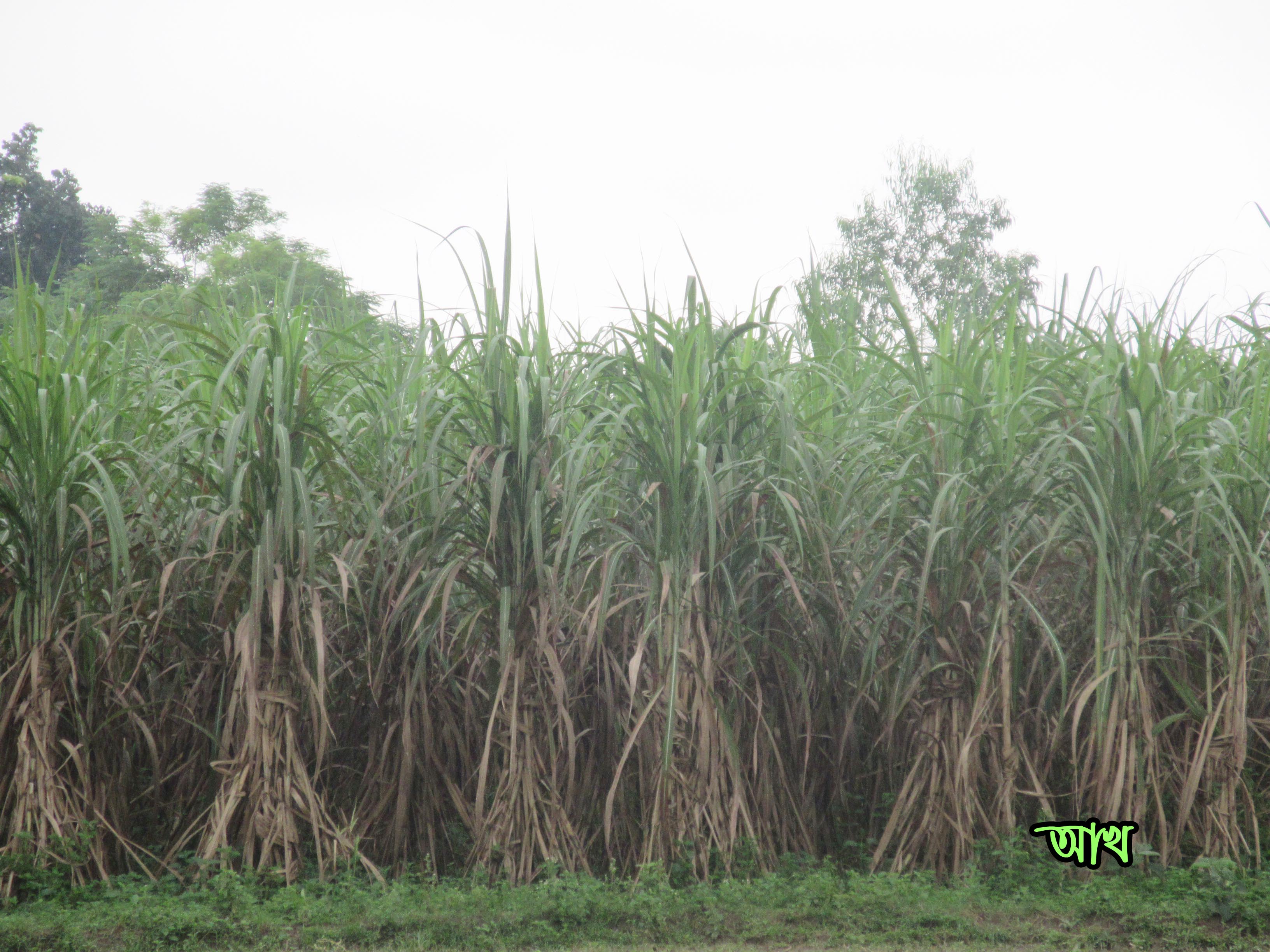 আখ