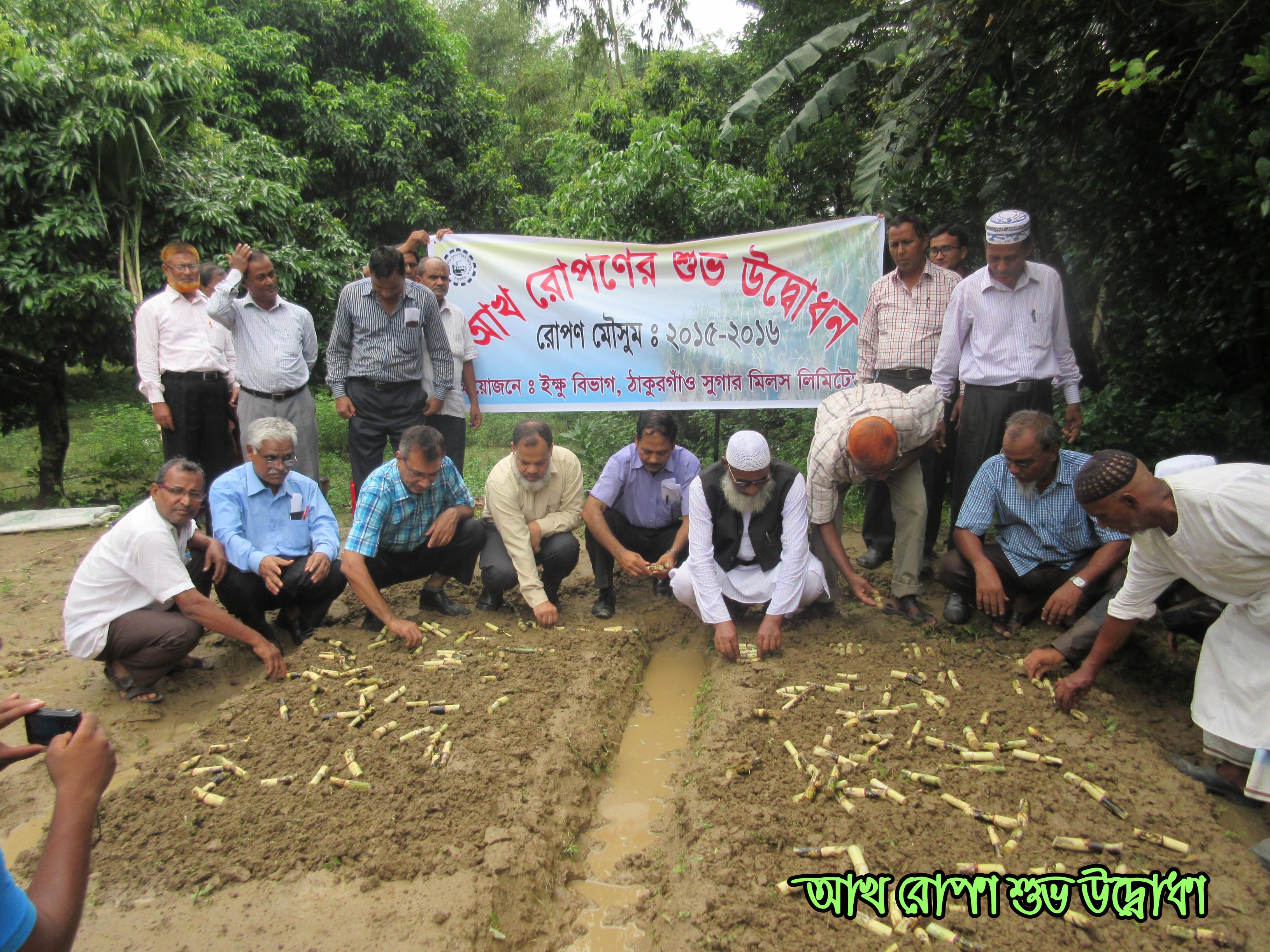 আখ রোপণ কার্যক্রম