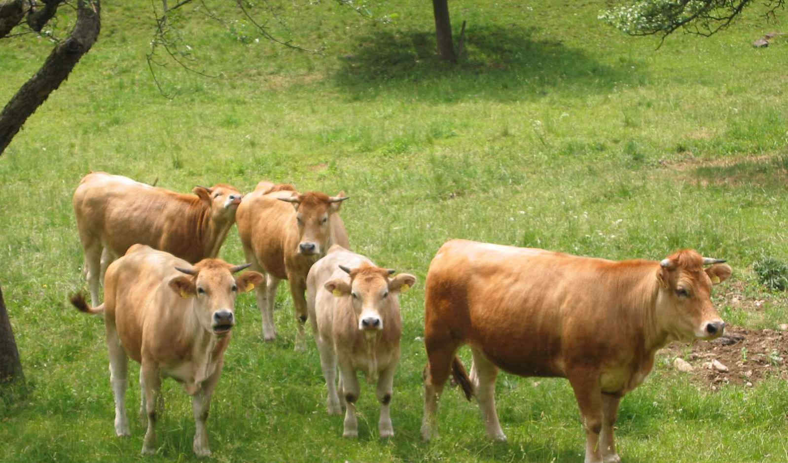কৃষি ও প্রাণিসম্পদ