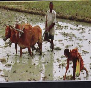কৃষি ও প্রাণী সম্পদ