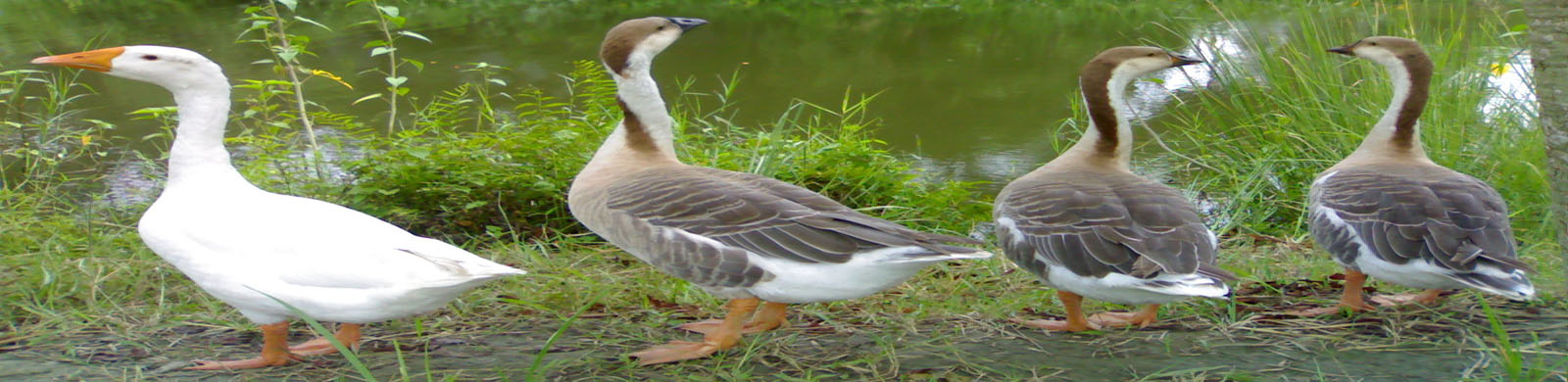 ব্যানার