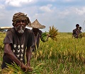 কৃষি ও প্রাণিসম্পদ