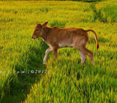 কৃষি ও প্রাণিসম্পদ