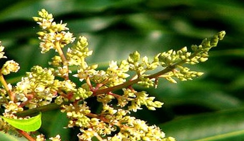 কৃষি অফিস