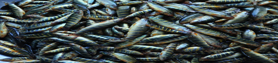 রানী মাছ