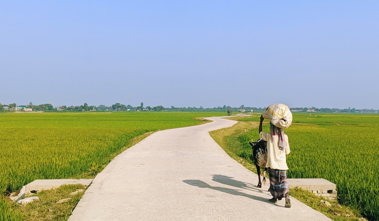 হাওর ও ধান