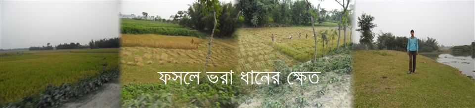 ধান ক্ষেত