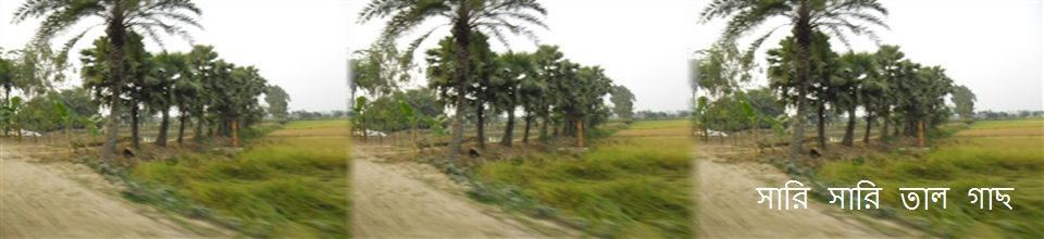 সারি সারি তাল গাছ