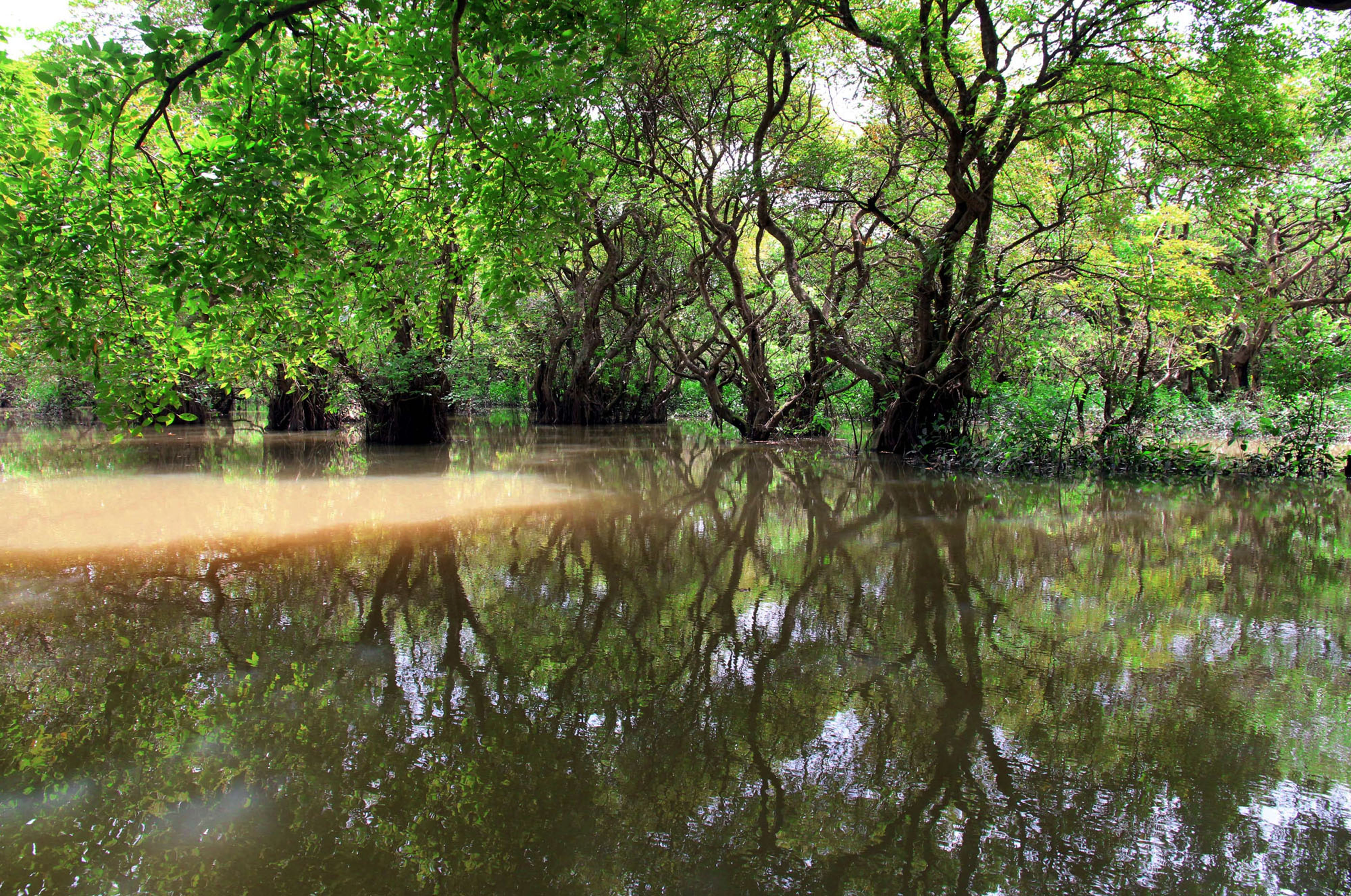 রাতারগুল