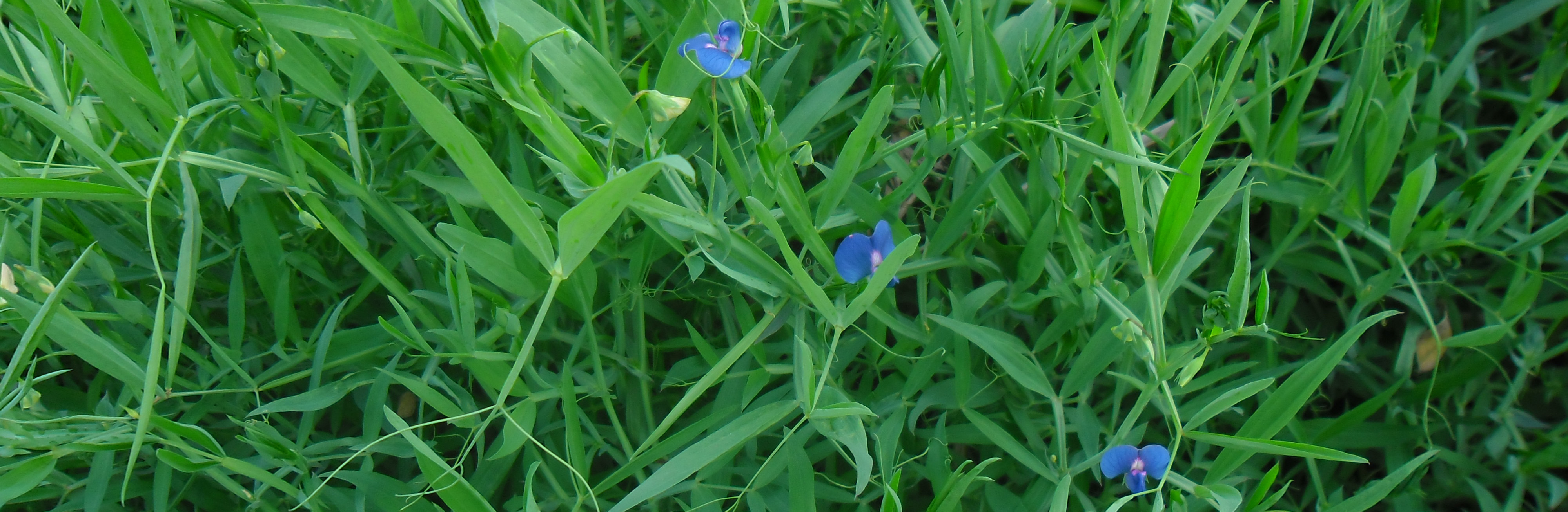 সামাদ বাগানবাড়ী