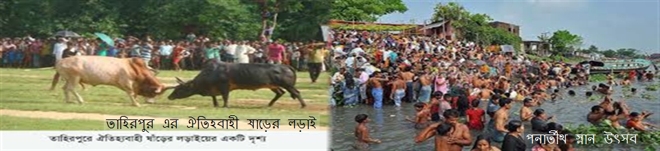 তাহিরপুরের ষাড়ের লড়াই