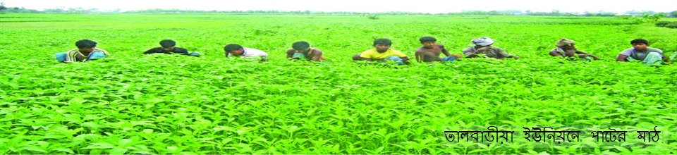 তালবাড়ীয়া ইউনিয়নে পাটের মাঠ