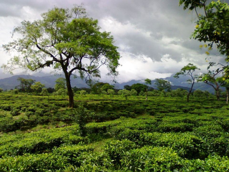 চা বাগান