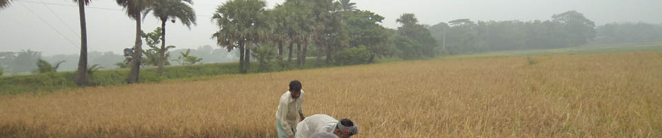 গ্রামীন একটি দৃষ্য