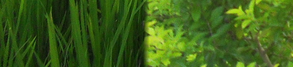 ফটো গ্যালারী